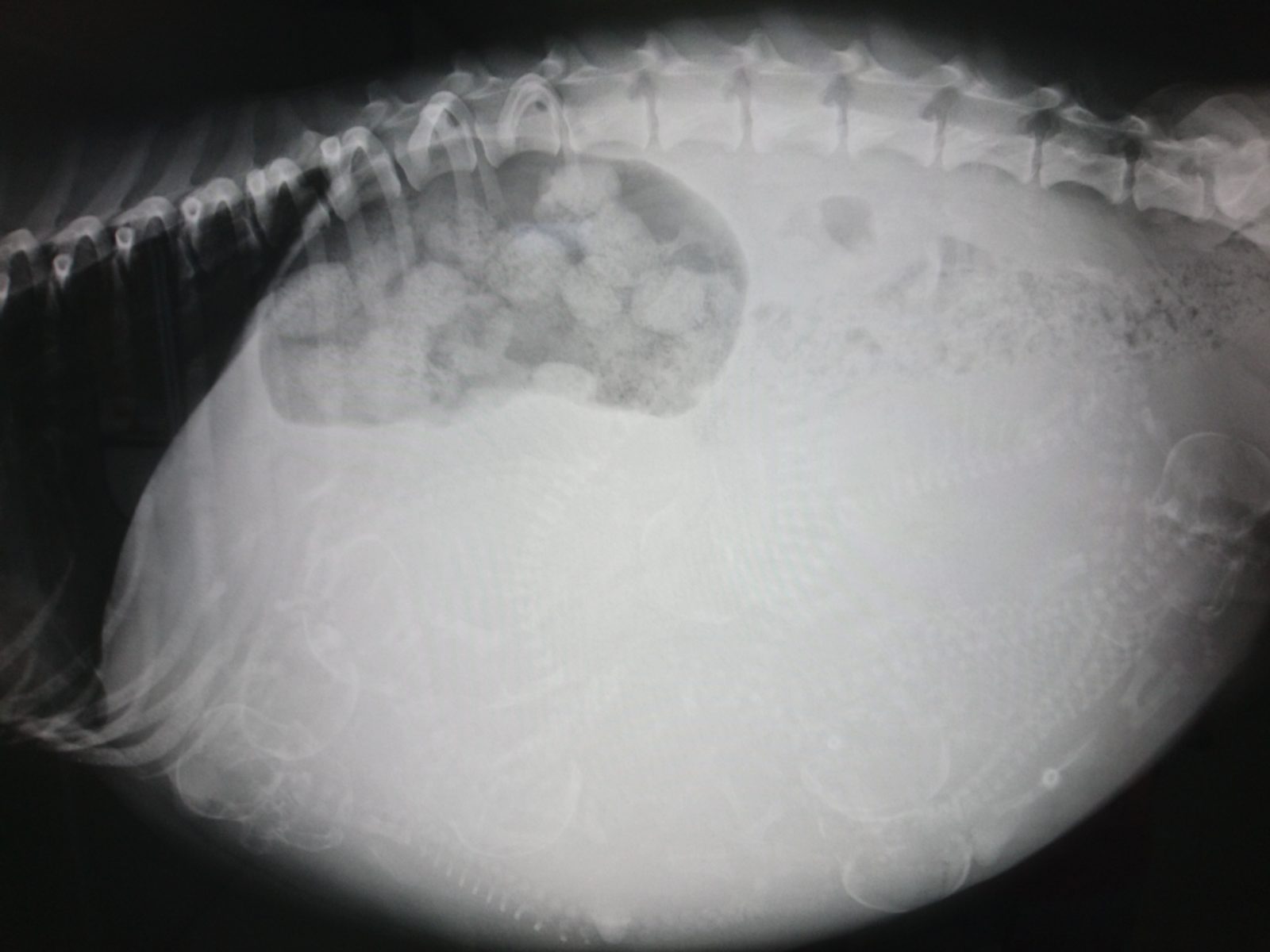 【プロスパアの子犬たち】コーギー便り(*‘ω‘ *) 神戸市の古賀輪吉.諭吉くん いろはレントゲンを撮って来ました! | 【プロスパアケンネル